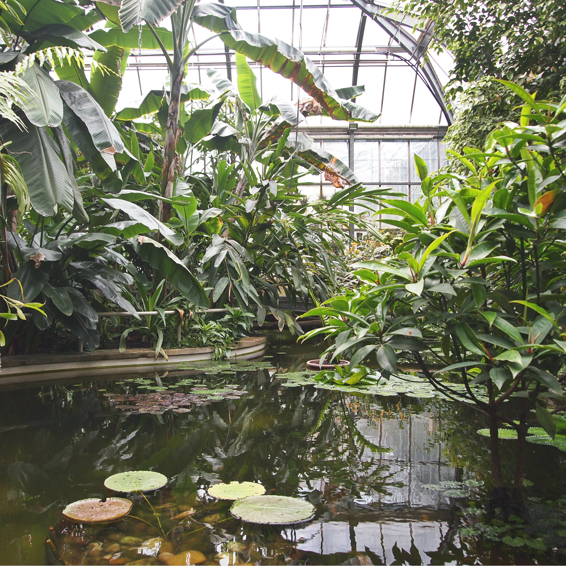 ogrod botaniczny uniwersytatu karola praga przewodnik po pradze lato atrakcje zielona praga odpoczynek